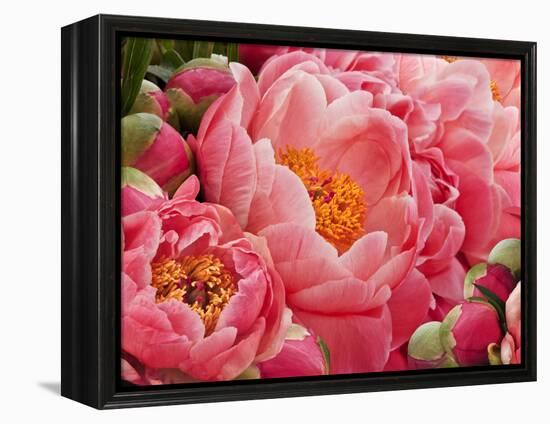 Coral Peonies II-Rachel Perry-Framed Premier Image Canvas