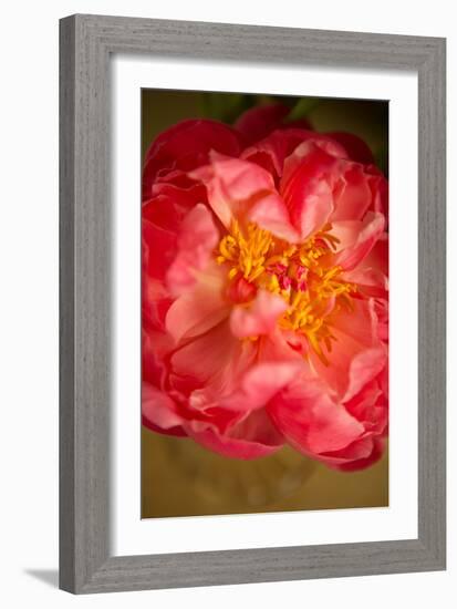 Coral Peony-Karyn Millet-Framed Photographic Print
