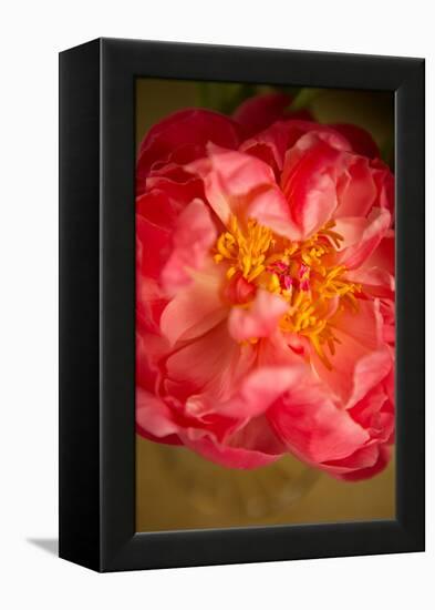 Coral Peony-Karyn Millet-Framed Stretched Canvas