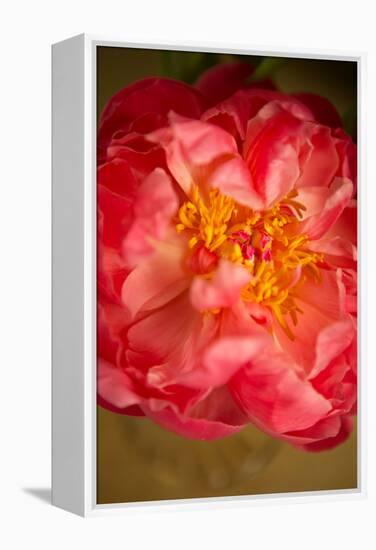 Coral Peony-Karyn Millet-Framed Stretched Canvas