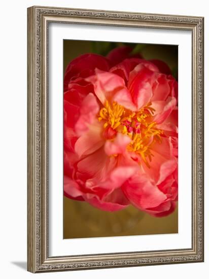 Coral Peony-Karyn Millet-Framed Photo