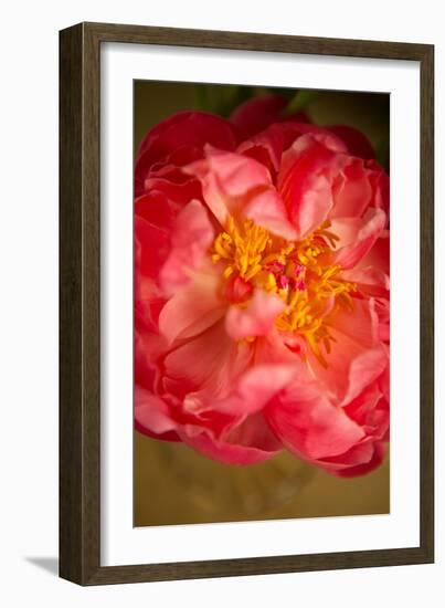 Coral Peony-Karyn Millet-Framed Photo