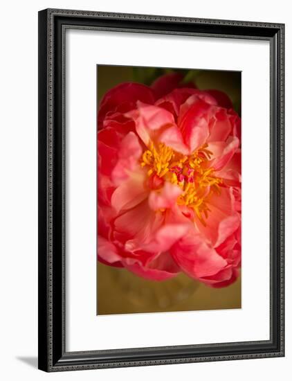 Coral Peony-Karyn Millet-Framed Photo