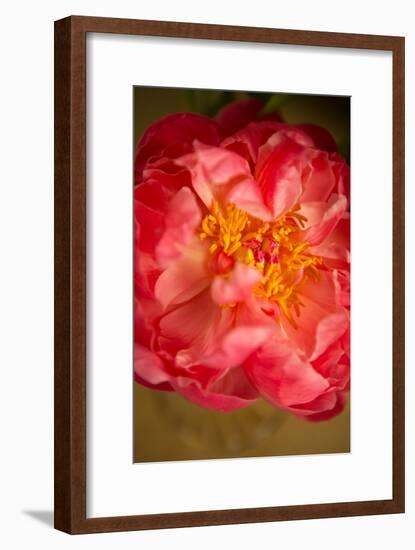 Coral Peony-Karyn Millet-Framed Photo