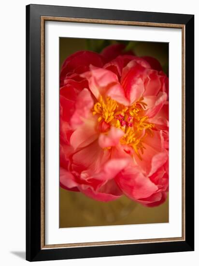 Coral Peony-Karyn Millet-Framed Photo