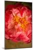 Coral Peony-Karyn Millet-Mounted Photo