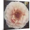 Coral Petals-Collezione Botanica-Mounted Giclee Print