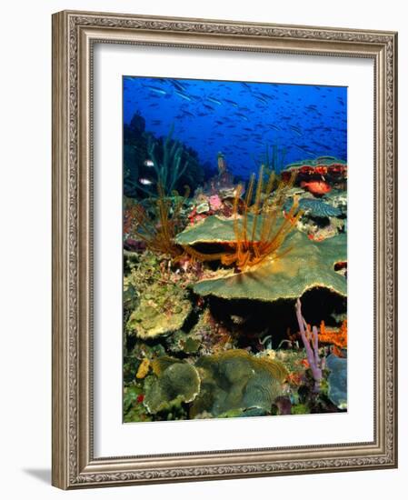 Coral Plates, La Sorciere, Soufriere Bay, Soufriere, Dominica-Michael Lawrence-Framed Photographic Print