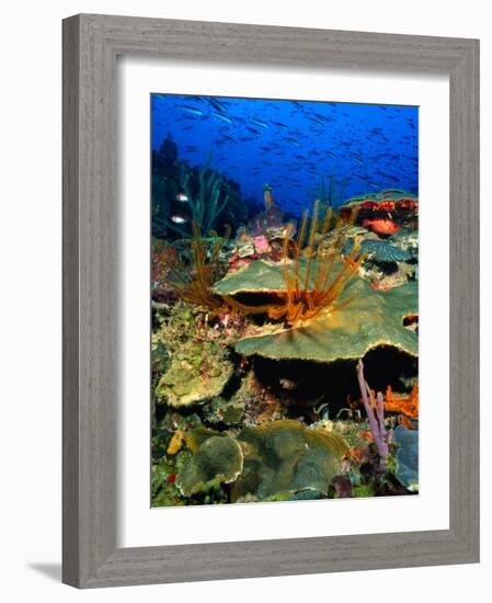 Coral Plates, La Sorciere, Soufriere Bay, Soufriere, Dominica-Michael Lawrence-Framed Photographic Print