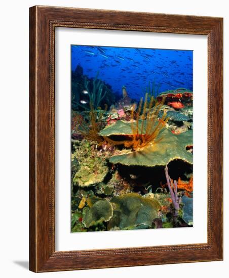 Coral Plates, La Sorciere, Soufriere Bay, Soufriere, Dominica-Michael Lawrence-Framed Photographic Print