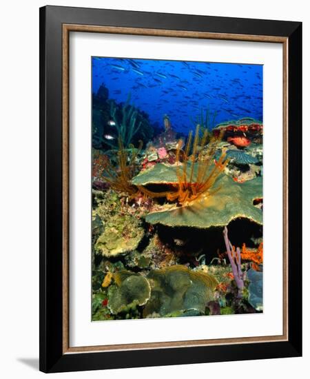 Coral Plates, La Sorciere, Soufriere Bay, Soufriere, Dominica-Michael Lawrence-Framed Photographic Print