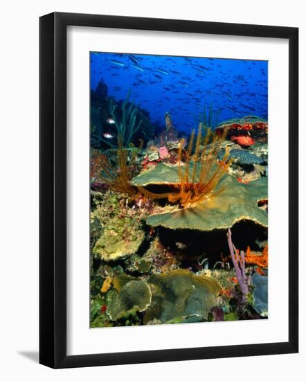 Coral Plates, La Sorciere, Soufriere Bay, Soufriere, Dominica-Michael Lawrence-Framed Photographic Print