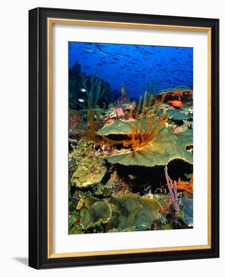 Coral Plates, La Sorciere, Soufriere Bay, Soufriere, Dominica-Michael Lawrence-Framed Photographic Print