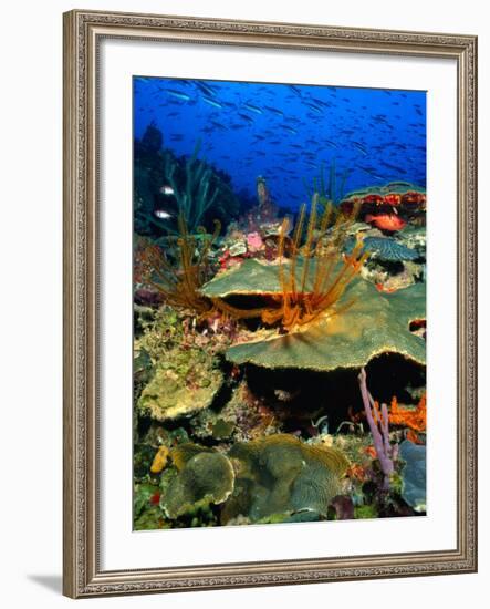 Coral Plates, La Sorciere, Soufriere Bay, Soufriere, Dominica-Michael Lawrence-Framed Photographic Print