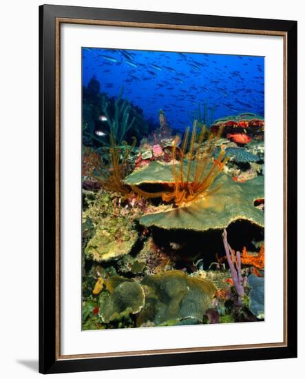 Coral Plates, La Sorciere, Soufriere Bay, Soufriere, Dominica-Michael Lawrence-Framed Photographic Print