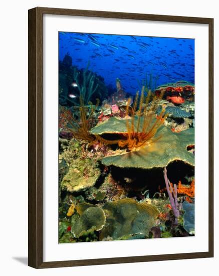 Coral Plates, La Sorciere, Soufriere Bay, Soufriere, Dominica-Michael Lawrence-Framed Photographic Print