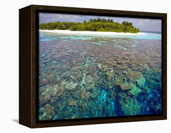 Coral Plates, Lagoon and Tropical Island, Maldives, Indian Ocean, Asia-Sakis Papadopoulos-Framed Premier Image Canvas