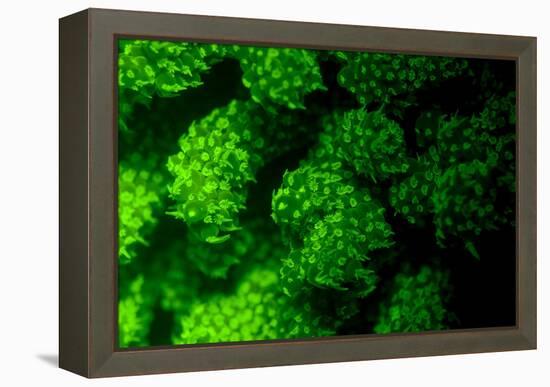 Coral Polyps Fluorescing Green-Louise Murray-Framed Premier Image Canvas