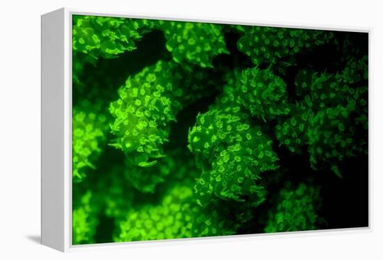 Coral Polyps Fluorescing Green-Louise Murray-Framed Premier Image Canvas