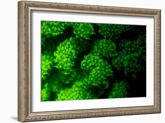 Coral Polyps Fluorescing Green-Louise Murray-Framed Photographic Print