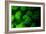 Coral Polyps Fluorescing Green-Louise Murray-Framed Photographic Print