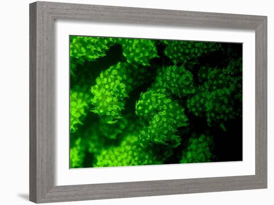 Coral Polyps Fluorescing Green-Louise Murray-Framed Photographic Print