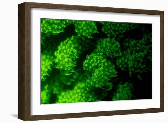 Coral Polyps Fluorescing Green-Louise Murray-Framed Photographic Print