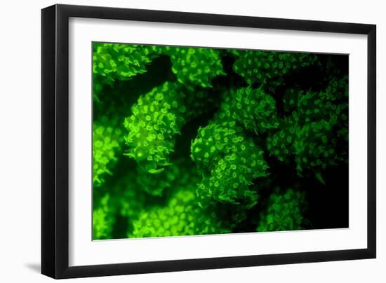 Coral Polyps Fluorescing Green-Louise Murray-Framed Photographic Print