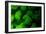 Coral Polyps Fluorescing Green-Louise Murray-Framed Photographic Print