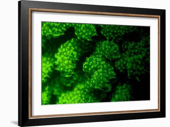 Coral Polyps Fluorescing Green-Louise Murray-Framed Photographic Print