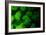 Coral Polyps Fluorescing Green-Louise Murray-Framed Photographic Print