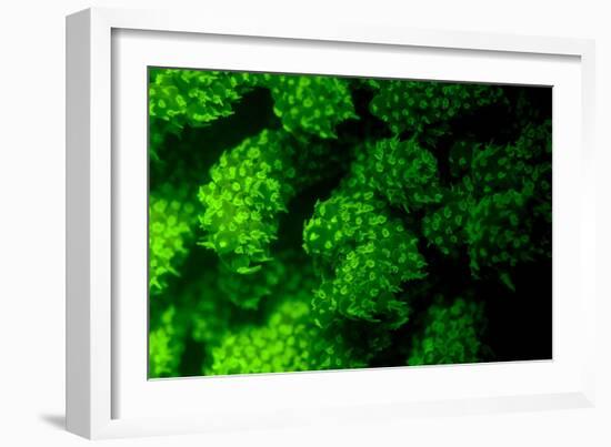 Coral Polyps Fluorescing Green-Louise Murray-Framed Photographic Print