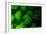 Coral Polyps Fluorescing Green-Louise Murray-Framed Photographic Print