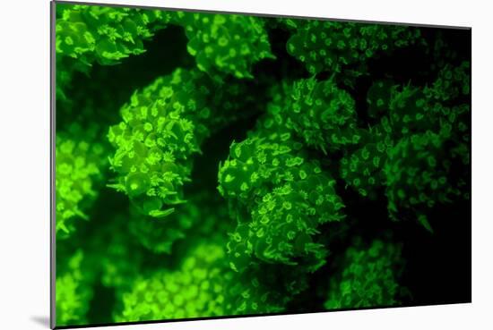 Coral Polyps Fluorescing Green-Louise Murray-Mounted Photographic Print