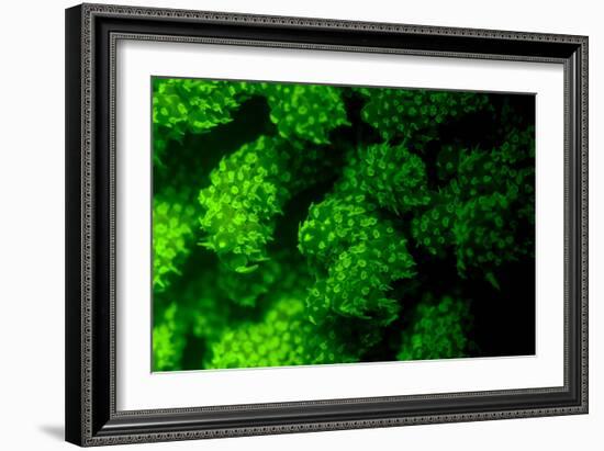 Coral Polyps Fluorescing Green-Louise Murray-Framed Photographic Print