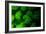 Coral Polyps Fluorescing Green-Louise Murray-Framed Photographic Print