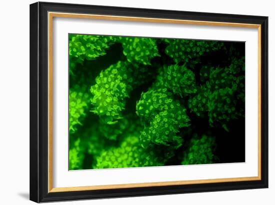 Coral Polyps Fluorescing Green-Louise Murray-Framed Photographic Print