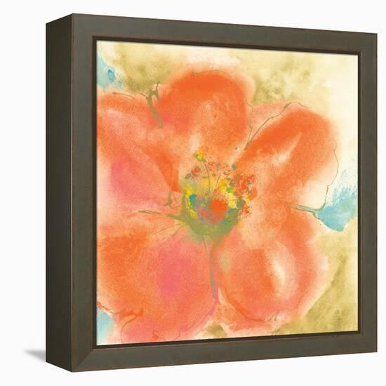 Coral Poppy II-Chris Paschke-Framed Stretched Canvas