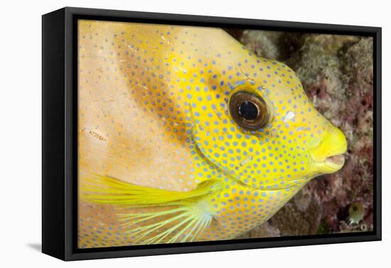 Coral Rabbitfish portrait, Tubbataha Reef Natural Park, Cagayancillo, Palawan, Philippines-Franco Banfi-Framed Premier Image Canvas