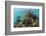 Coral Reef, Ambergris Caye, Belize-Pete Oxford-Framed Photographic Print