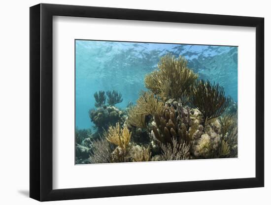 Coral Reef, Ambergris Caye, Belize-Pete Oxford-Framed Photographic Print