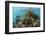 Coral Reef, Ambergris Caye, Belize-Pete Oxford-Framed Photographic Print