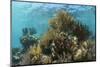 Coral Reef, Ambergris Caye, Belize-Pete Oxford-Mounted Photographic Print