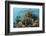 Coral Reef, Ambergris Caye, Belize-Pete Oxford-Framed Photographic Print