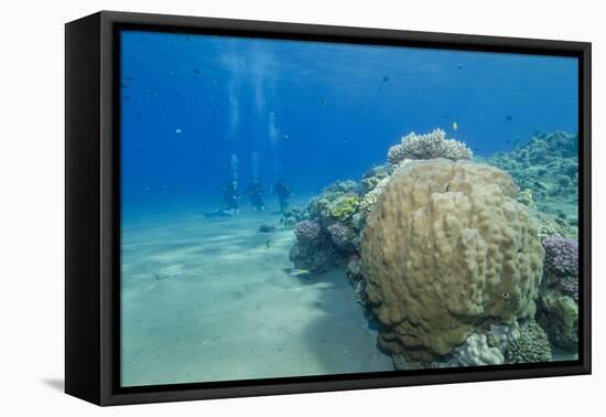 Coral Reef and Three Scuba Divers, Naama Bay, Sharm El-Sheikh, Red Sea, Egypt, North Africa, Africa-Mark Doherty-Framed Premier Image Canvas