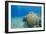 Coral Reef and Three Scuba Divers, Naama Bay, Sharm El-Sheikh, Red Sea, Egypt, North Africa, Africa-Mark Doherty-Framed Photographic Print