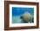 Coral Reef and Three Scuba Divers, Naama Bay, Sharm El-Sheikh, Red Sea, Egypt, North Africa, Africa-Mark Doherty-Framed Photographic Print