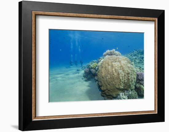Coral Reef and Three Scuba Divers, Naama Bay, Sharm El-Sheikh, Red Sea, Egypt, North Africa, Africa-Mark Doherty-Framed Photographic Print