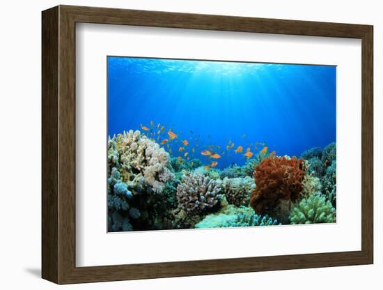 Coral Reef and Tropical Fish in Sunlight-Rich Carey-Framed Photographic Print