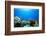 Coral Reef and Tropical Fish in Sunlight-Rich Carey-Framed Photographic Print